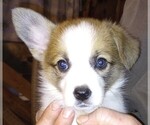 Small Photo #1 Pembroke Welsh Corgi Puppy For Sale in ELLENSBURG, WA, USA