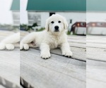 Small #8 Maremma Sheepdog
