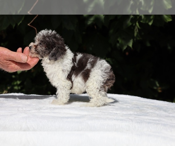 Medium Photo #16 Goldendoodle (Miniature) Puppy For Sale in DYERSBURG, TN, USA