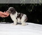 Small #15 Goldendoodle (Miniature)