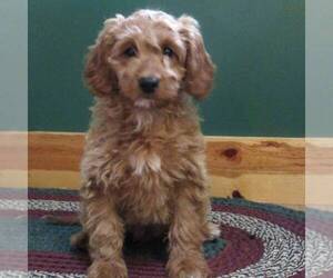 Medium Goldendoodle (Miniature)
