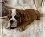Small Photo #3 English Bulldog Puppy For Sale in JOHNS ISLAND, SC, USA