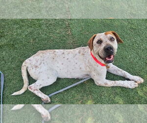 Basset Hound-Unknown Mix Dogs for adoption in Lakewood, CO, USA