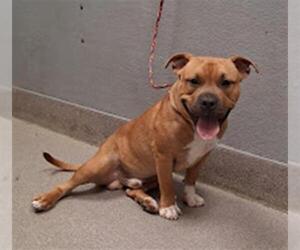 Staffordshire Bull Terrier-Unknown Mix Dogs for adoption in Las Vegas, NV, USA