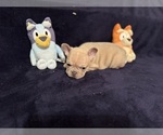 Puppy Blue Collar French Bulldog