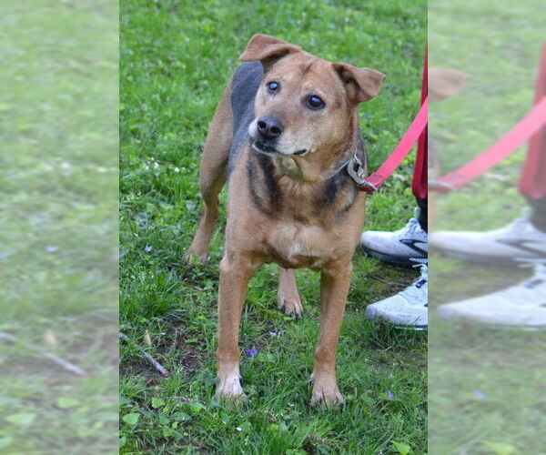 Medium Photo #2 Mutt Puppy For Sale in Enfield, CT, USA