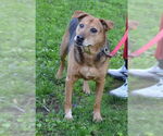 Small #1 Mutt