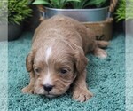 Small #1 Cavapoo (Miniature)