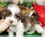 Small Photo #6 Havanese Puppy For Sale in HAMMOND, IN, USA