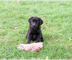 Small Photo #8 Labrador Retriever Puppy For Sale in SYRACUSE, IN, USA
