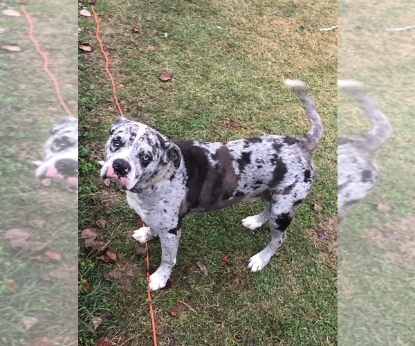 Medium Photo #1 Alapaha Blue Blood Bulldog Puppy For Sale in ALBANY, GA, USA