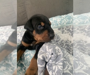 Doberman Pinscher Puppy for sale in HORSE CAVE, KY, USA