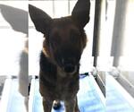 Small German Shepherd Dog