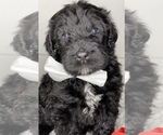 Puppy 3 Bernedoodle