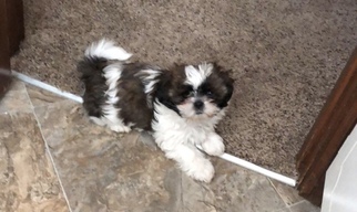 Shih Tzu Puppy for sale in LEES SUMMIT, MO, USA
