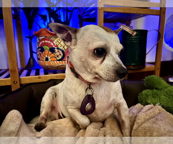 Medium Photo #2 Chihuahua-Unknown Mix Puppy For Sale in Miami, FL, USA
