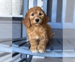 Small #1 Goldendoodle
