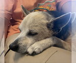 Small Photo #4 Chihuahua-Unknown Mix Puppy For Sale in oakland, FL, USA