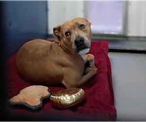 American Pit Bull Terrier-Unknown Mix Dogs for adoption in Las Vegas, NV, USA