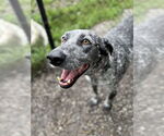 Small #4 Coonhound Mix
