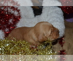 Puppy Sterling Golden Retriever
