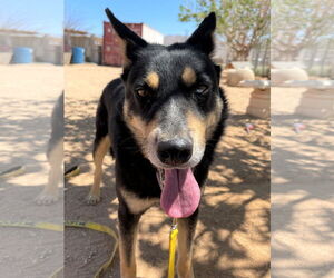 Hunter - Male Australian Kelpie Dog for Adoption - Photo #16