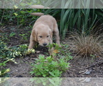 Puppy Rena Golden Retriever