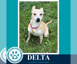 Delta 091926 - Female Chihuahua-Unknown Mix Dog for Adoption - Photo #2