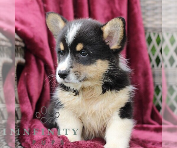 Medium Photo #5 Pembroke Welsh Corgi Puppy For Sale in LANDISBURG, PA, USA