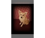 Small Photo #4 American Eskimo Dog Puppy For Sale in CLARKSVILLE, TN, USA