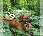 Small Photo #1 Rhodesian Ridgeback Puppy For Sale in KENDALL, FL, USA