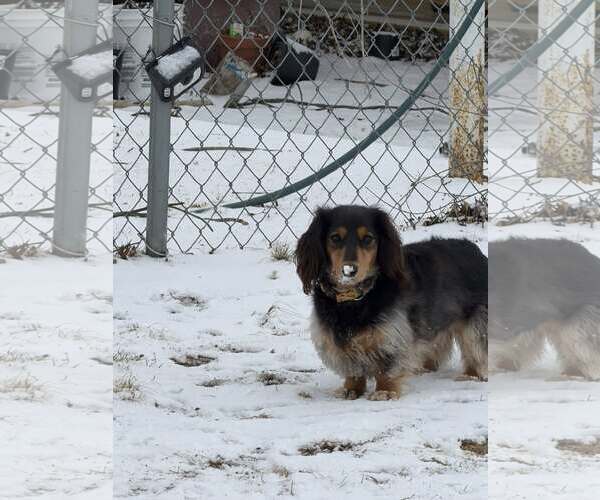 Medium Photo #4 Dachshund Puppy For Sale in Sioux Falls, SD, USA