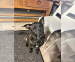 Charlie - Male Boxador Dog for Adoption - Small photo