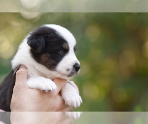 Australian Shepherd Puppy for sale in GROVETOWN, GA, USA