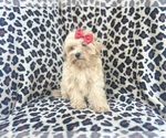 Small #1 Maltipoo