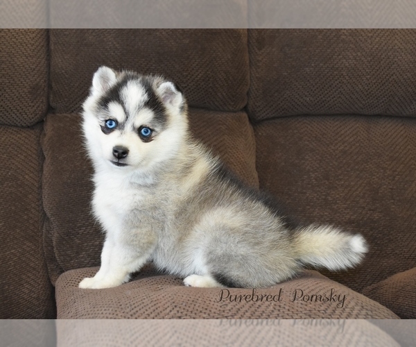 Medium Photo #6 Pomsky Puppy For Sale in KANSAS CITY, MO, USA