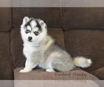 Small #5 Pomsky