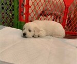 Small Photo #1 English Cream Golden Retriever Puppy For Sale in COLUMBUS, OH, USA