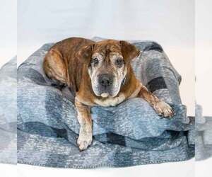 Roy - Male Bulldog-Unknown Mix Dog for Adoption - Photo #2