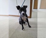 Small #1 American Pit Bull Terrier Mix