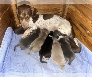 Dachshund Puppy for Sale in LAKEBAY, Washington USA