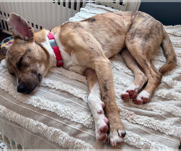 Medium Photo #2 Mutt Puppy For Sale in Canton, CT, USA