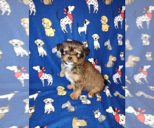 Yorkshire Terrier Puppy for sale in LAPEER, MI, USA