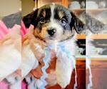 Puppy Mickie Miniature Australian Shepherd