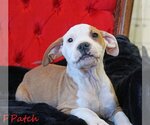 Small Photo #5 Mutt Puppy For Sale in Wakefield, RI, USA
