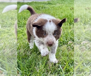 Medium Border Collie