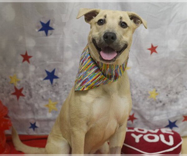 Medium Photo #1 Labrador Retriever-Unknown Mix Puppy For Sale in Placerville, CA, USA