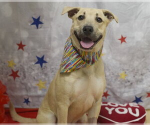 Labrador Retriever-Unknown Mix Dogs for adoption in Placerville, CA, USA