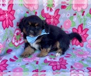 Bernedoodle (Miniature) Puppy for sale in LANCASTER, PA, USA