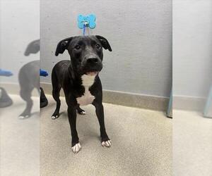 Argentinian Mastiff-Unknown Mix Dogs for adoption in Las Vegas, NV, USA